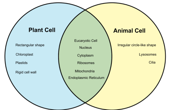 Venn diagram of a plant and animal cell