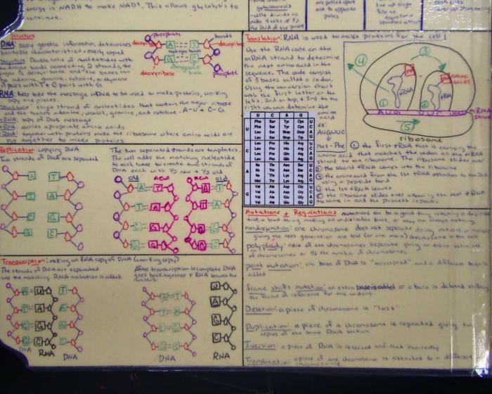 Biology eoc study guide answer key