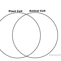 Venn diagram of a plant and animal cell