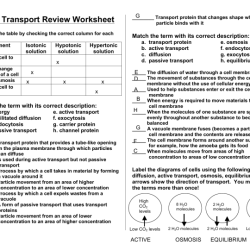 Cell membrane and transport worksheet answer key