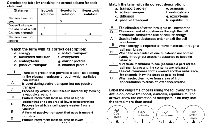 Cell membrane and transport worksheet answer key