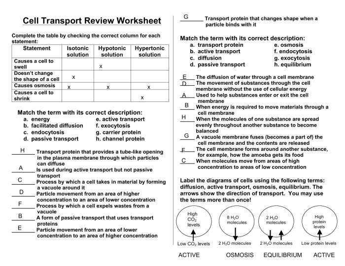 Cell membrane and transport worksheet answer key