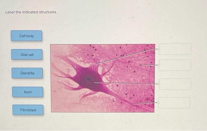 Label the indicated features of these energy-generating organelles