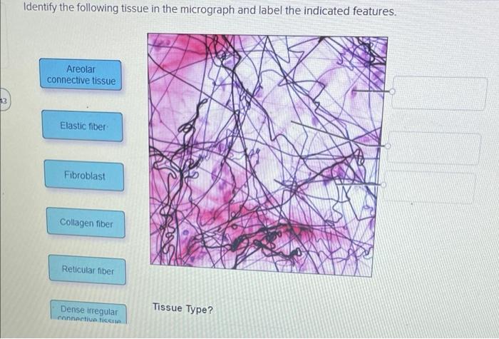 Cell structure organelles part function human diagram labelled eukaryotic structures cytoplasm exam below