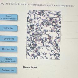 Label the indicated features of these energy-generating organelles