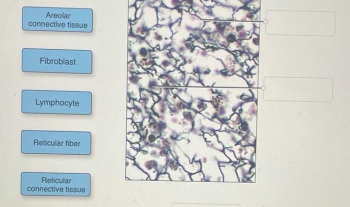 Label the indicated features of these energy-generating organelles