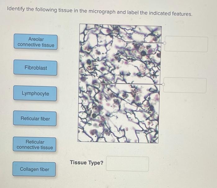 Label the indicated features of these energy-generating organelles