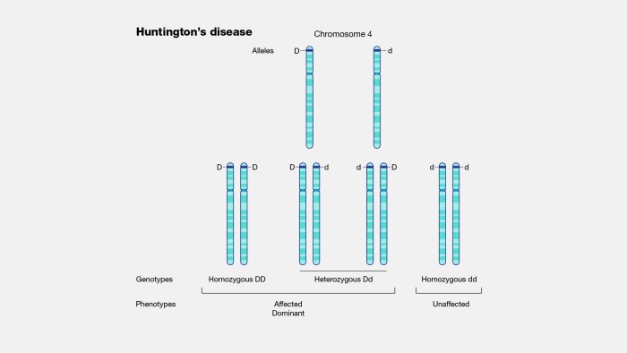 Hunting the inheritance of huntington's disease minilab