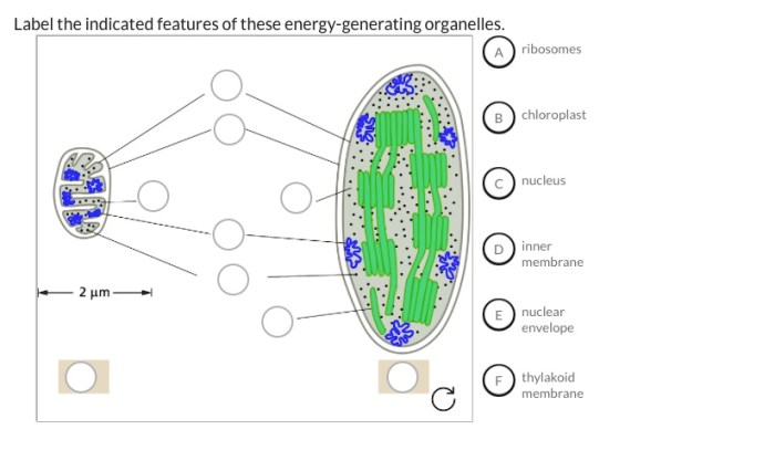 Label the indicated features of these energy-generating organelles